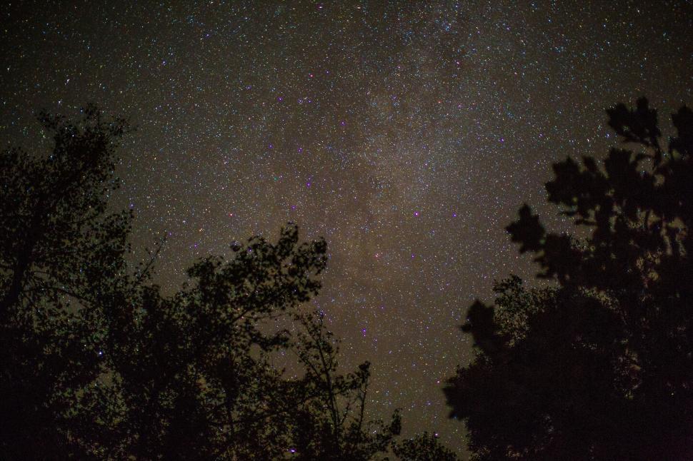 Free Stock Photo of Starry night sky over silhouette trees | Download ...