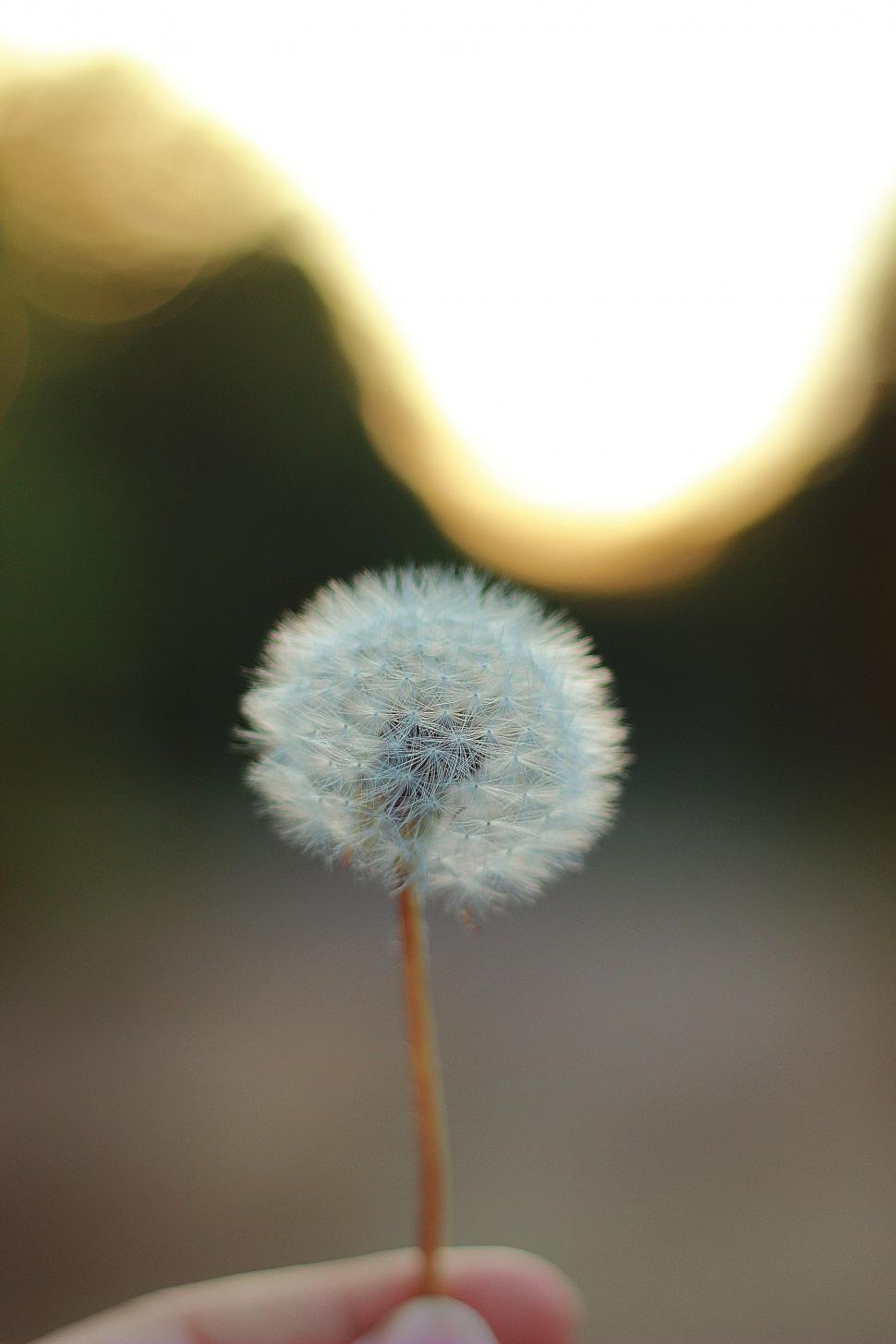 Free Image of Dandelion held against the light 