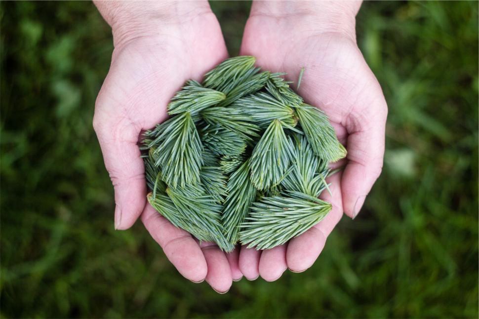 Free Image of Hands holding pine tree spruce needles 