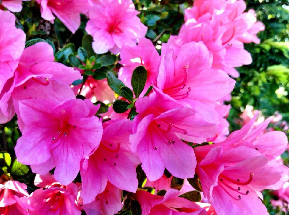 Free Stock Photo of Vibrant pink azaleas in full bloom | Download Free ...