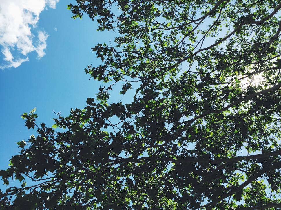 Free Image of Tree branch silhouette against blue sky 