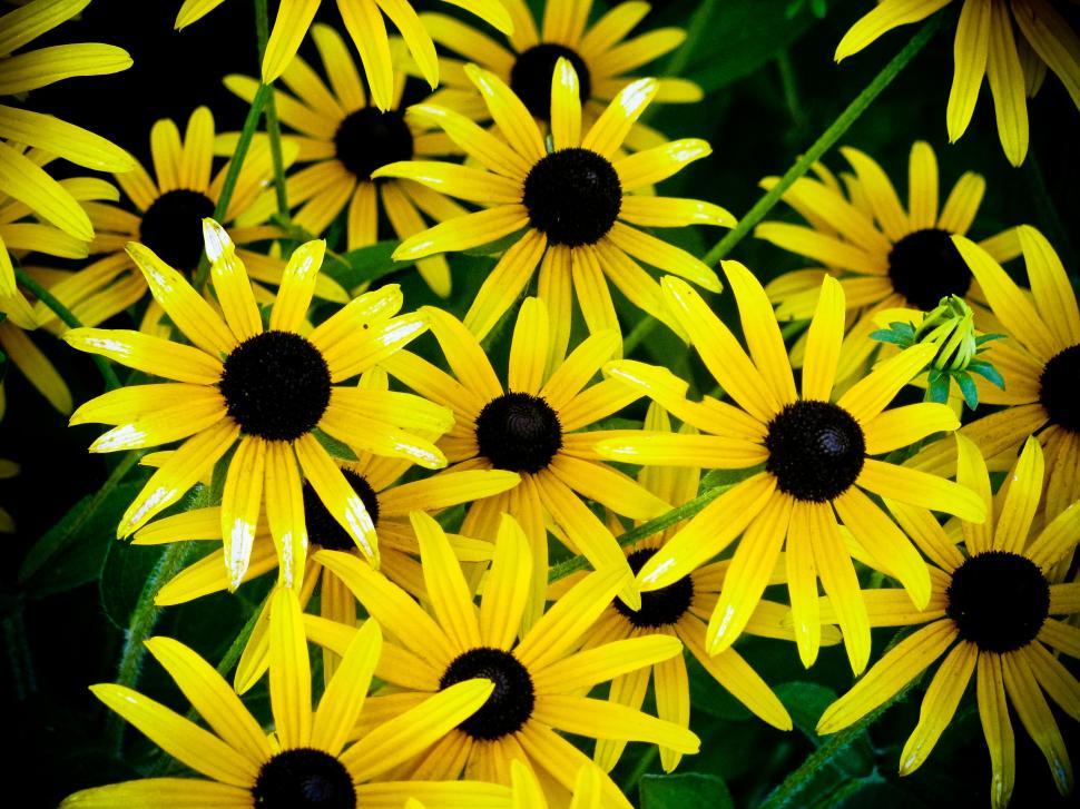 Free Image of Cluster of vibrant yellow coneflowers 