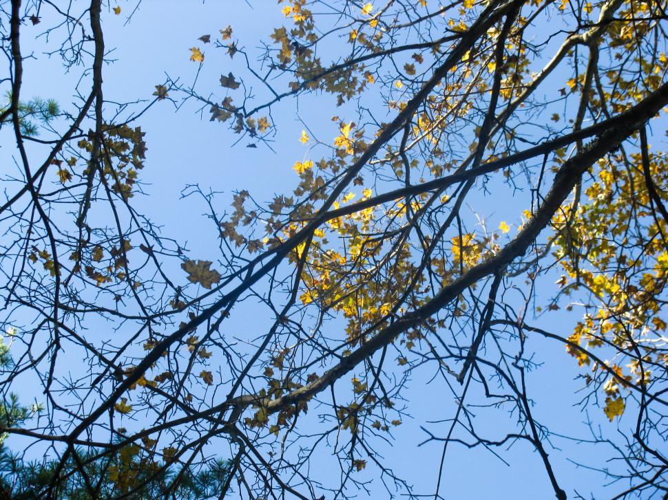 Free Image of Autumn leaves against a blue sky 