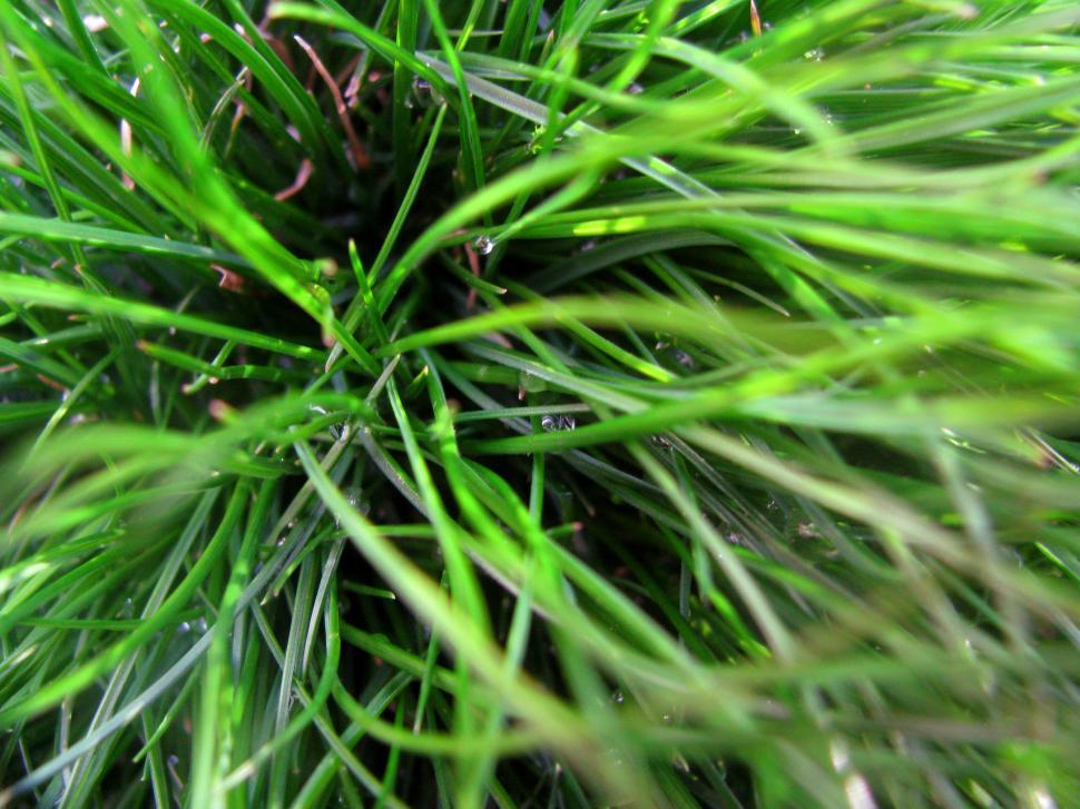 Free Image of Close-up of dew on vibrant green pine needles 