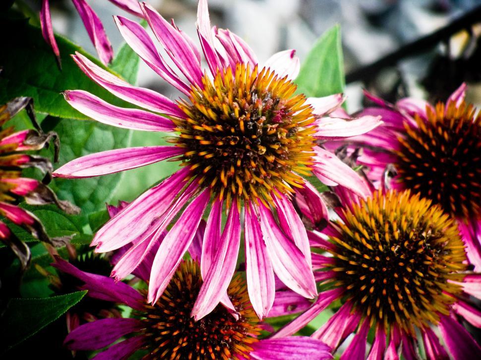 Free Image of Close-up of pink and orange cone flowers 