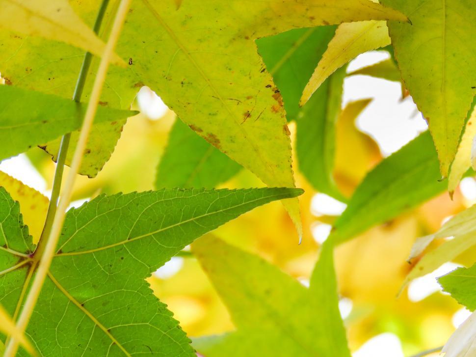 Free Image of Autumnal yellow leaves with soft focus 