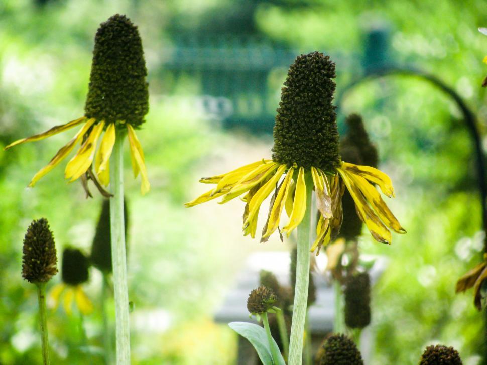 Free Stock Photo of Wilting yellow coneflowers in natural light