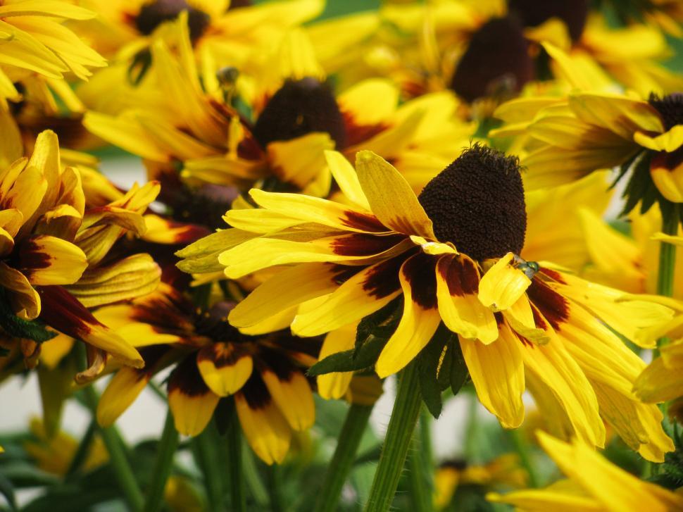 Free Image of Bright yellow Rudbeckia flowers in bloom 