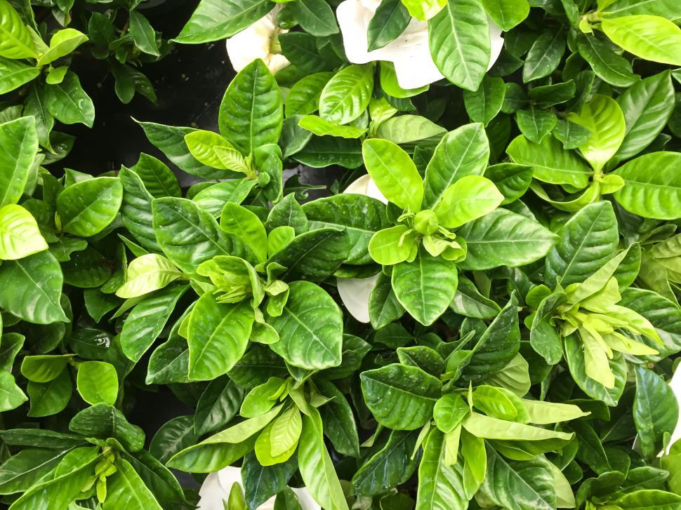 Free Image of Dense green foliage with white flowers 