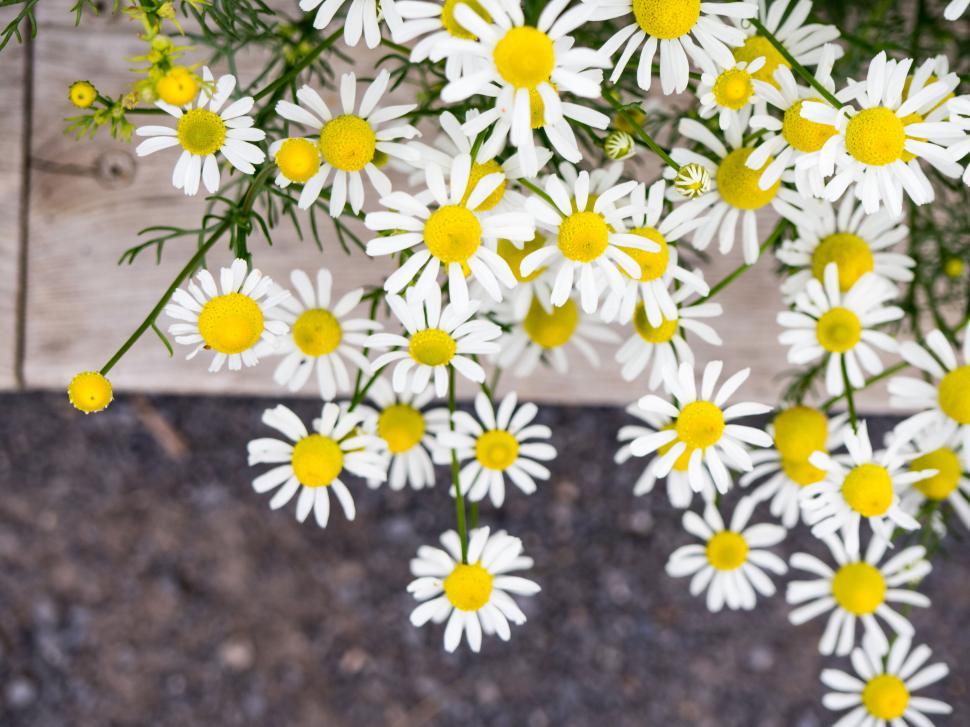 Free Image of Close-up of white daisy flowers in bloom 