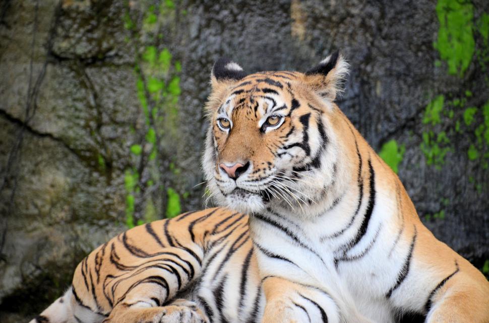Free Image of Regal tiger lounging against a rocky backdrop 
