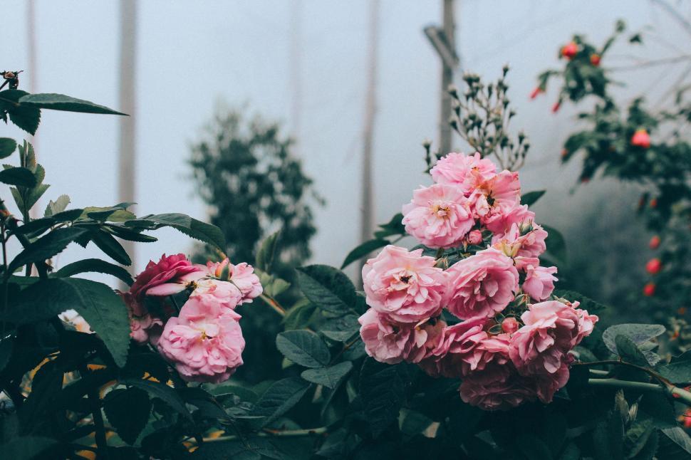 Free Image of Pink roses in bloom in a greenhouse 