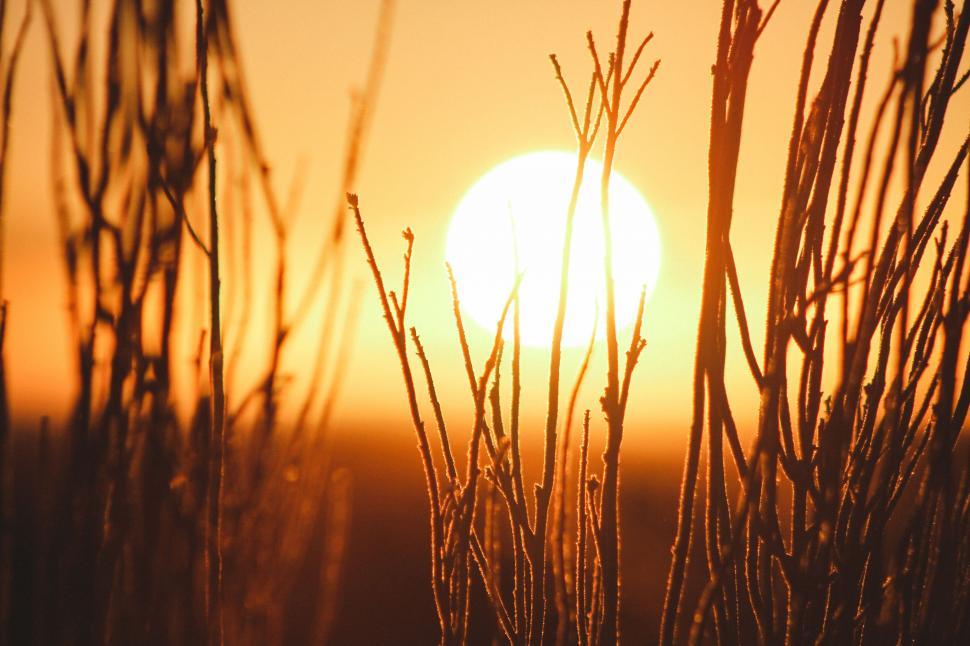 Free Image of Golden sunset seen through silhouetted twigs 