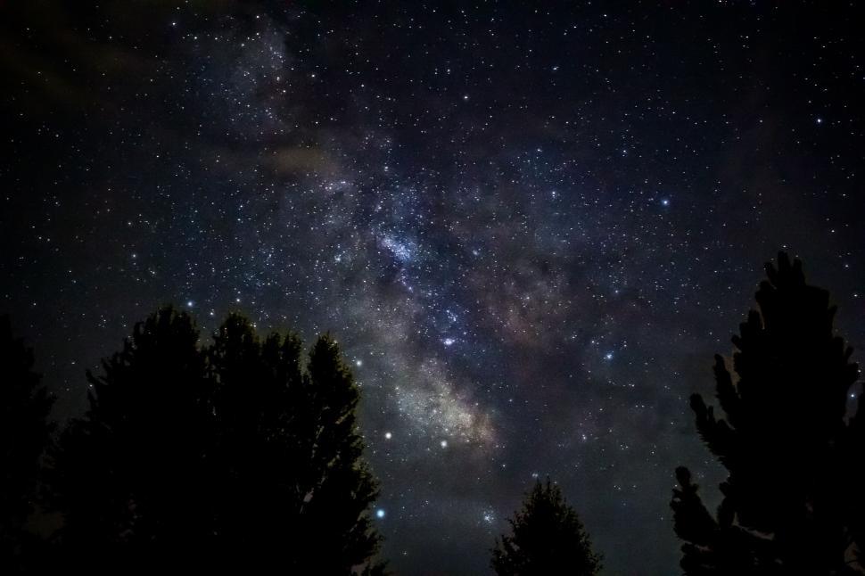Free Image of Starry night sky through silhouette trees 