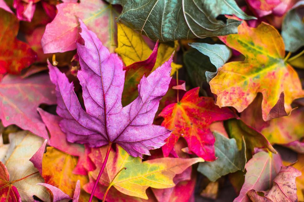 Free Image of Vibrant autumn leaves close-up shot 