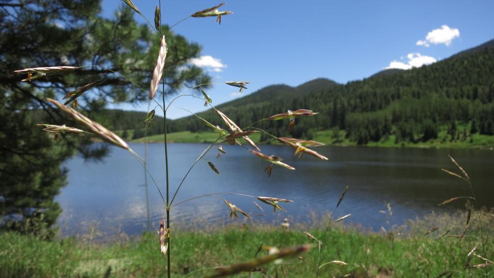Free Image of Idyllic lake with grass in foreground 