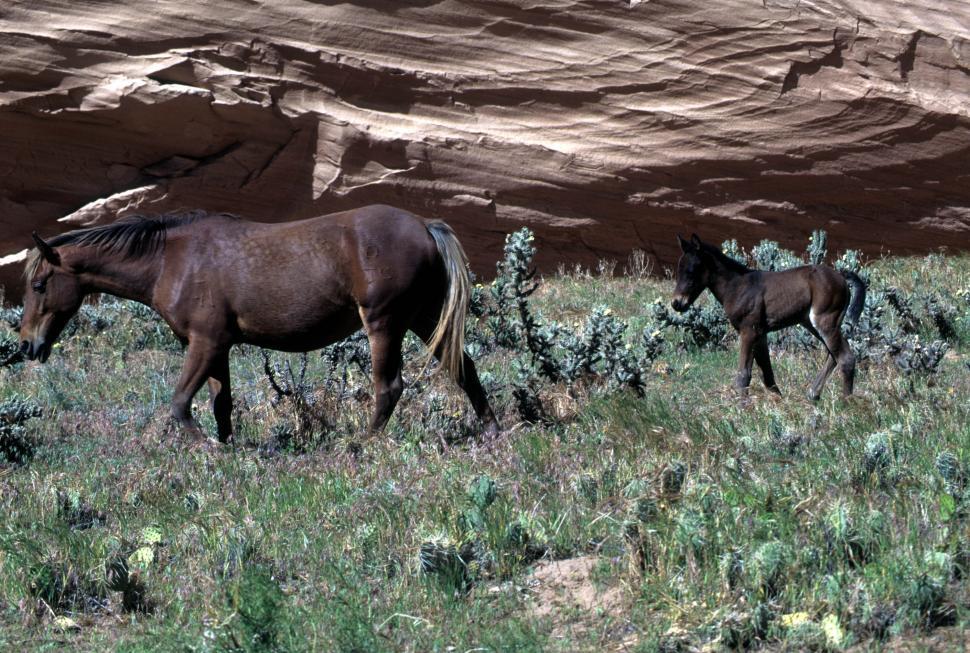 Free Image of Horse and foal 