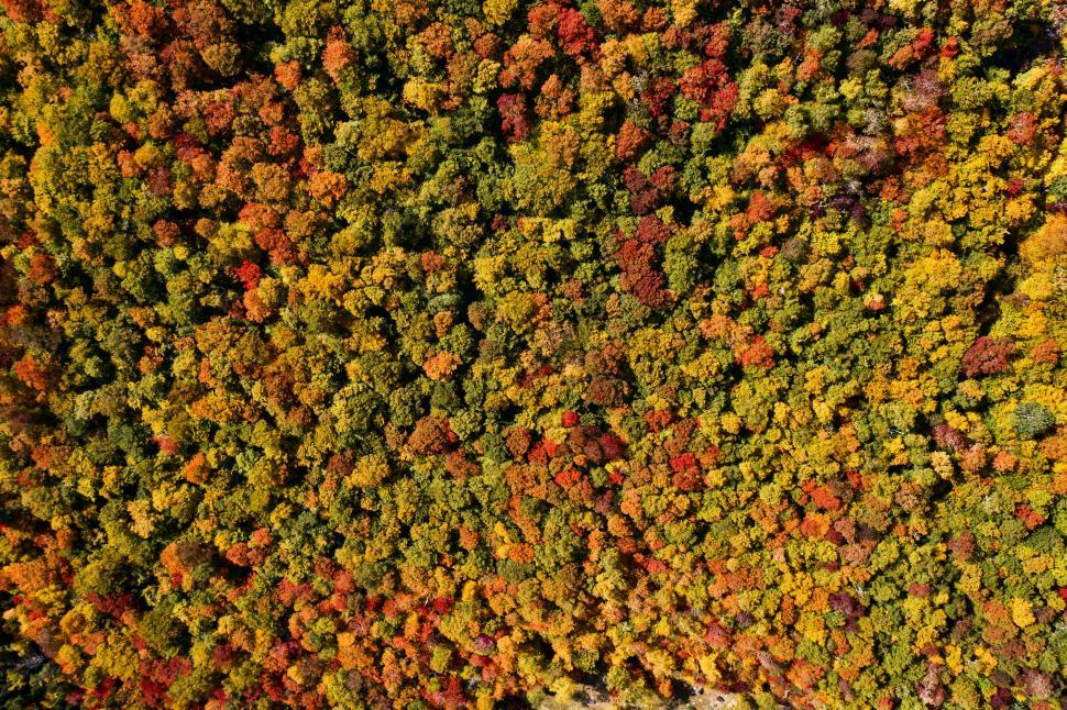 Free Image of Aerial view of colorful autumn forest 