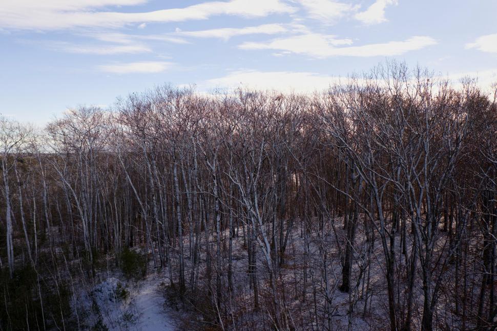 Free Image of Bare trees in a snowy forest landscape 