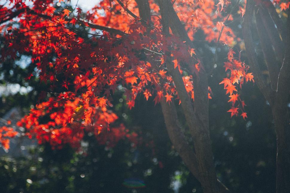 Free Image of Autumn leaves basking in sunlight 