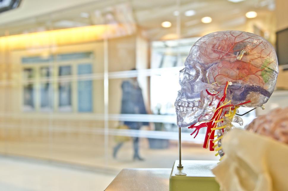 Free Image of Anatomical model of human skull 