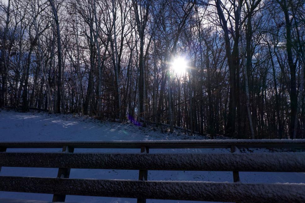 Free Image of Winter sunlight breaking through bare forest trees. 