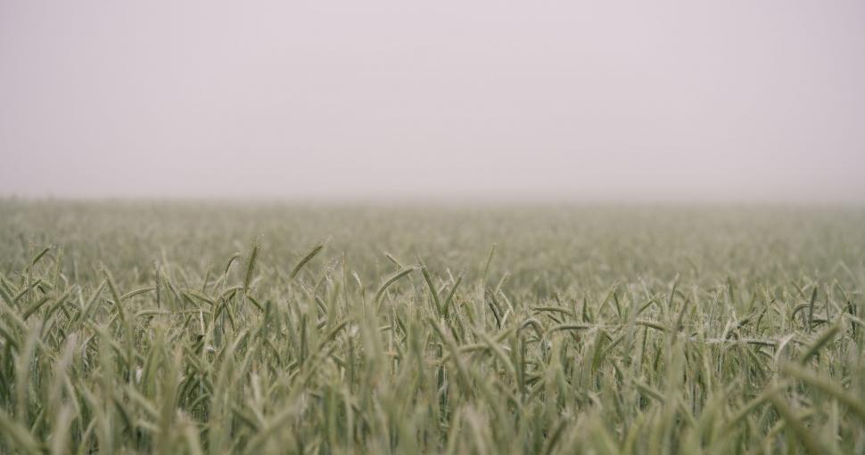 Free Image of Foggy field of green crops stretching into the distance 