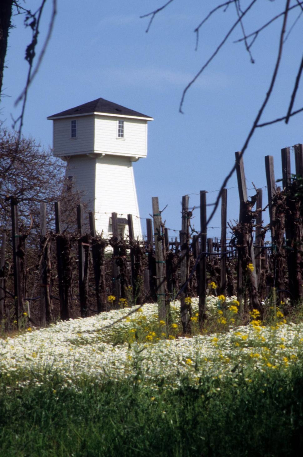 Free Image of Vineyard 