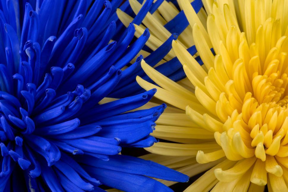 Free Image of Blue and yellow flowers close-up with detailed petals 