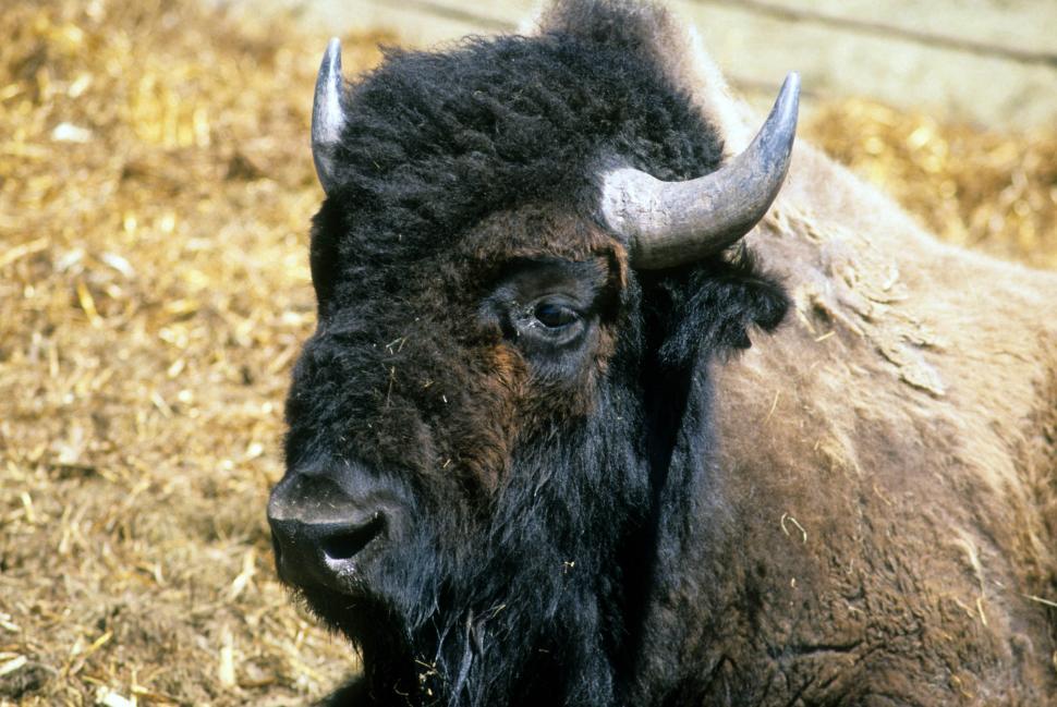 Free Stock Photo of Buffalo | Download Free Images and Free Illustrations