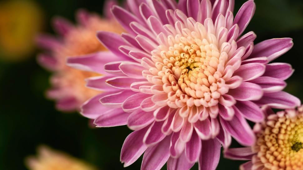 Free Image of Close-up photograph of vibrant pink chrysanthemum flower 