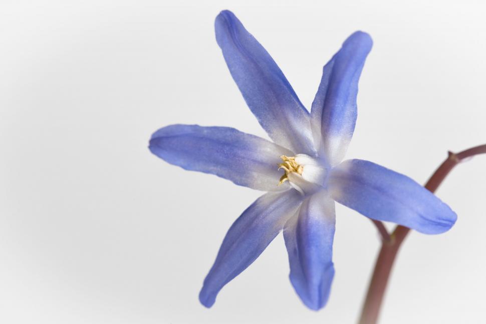 Free Image of Close-up of blue flower against a plain white background. 