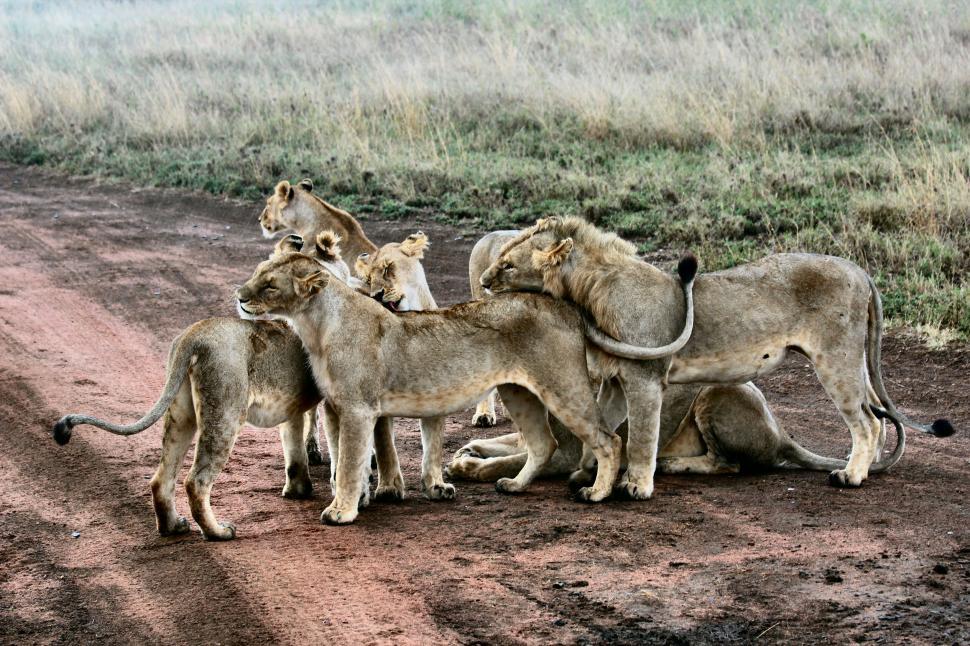 Free Image of Group of lions socializing on the dirt road. 