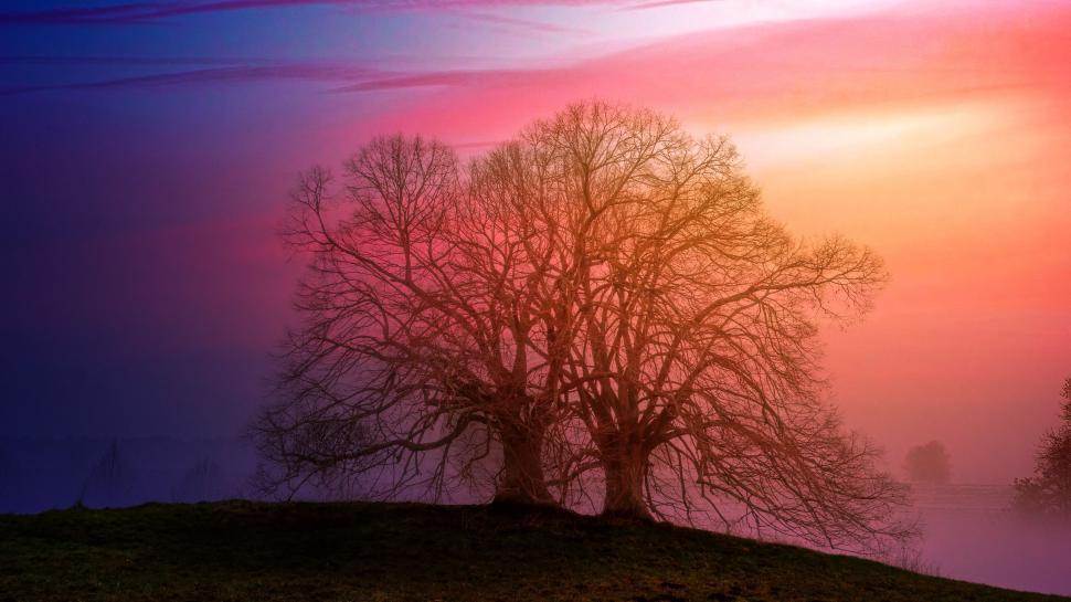 Free Image of Bare tree in meadow silhouetted by colorful setting sun. 