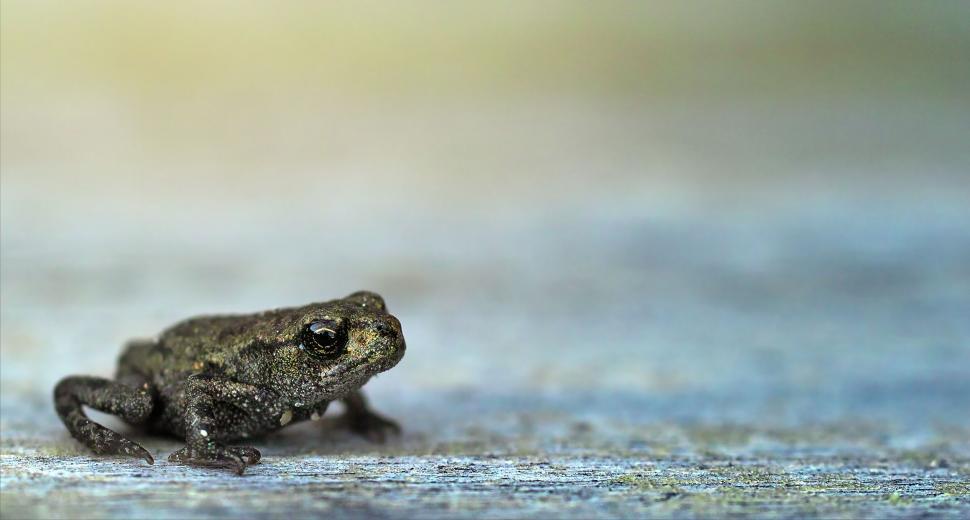 Free Image of Tiny frog on ground looking up under soft light. 