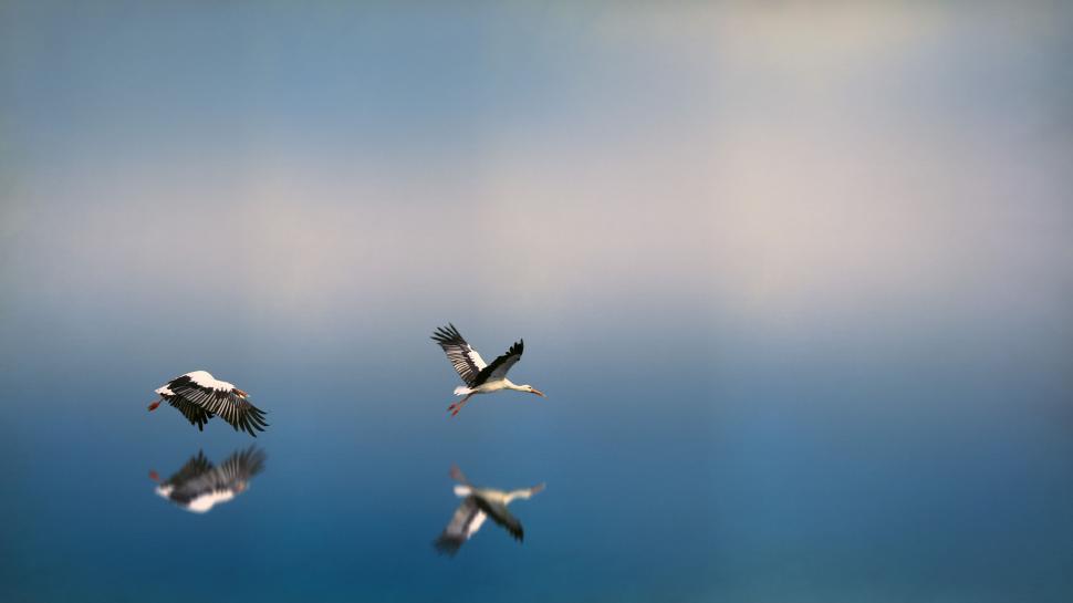 Free Image of Two birds flying above clear reflective waterscape. 