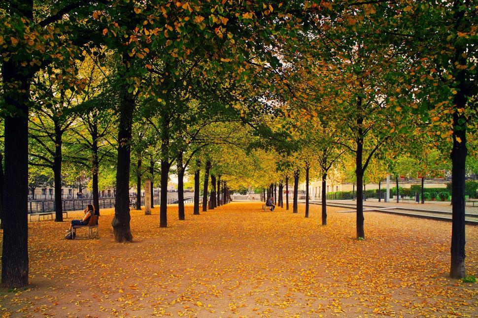 Free Image of Tree-lined pathway in picturesque autumn setting 