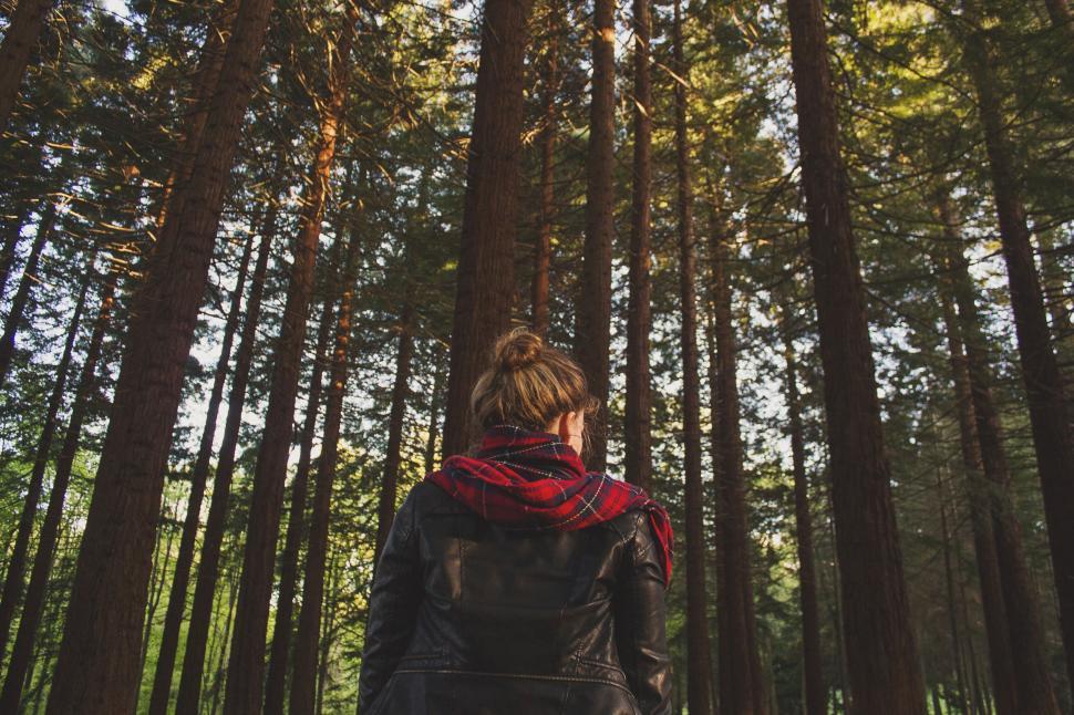 Free Image of Back view of a person standing among tall forest trees 