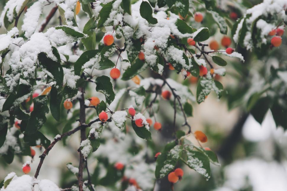 Free Image of Snow-covered branches with red berries in a winter scene. 