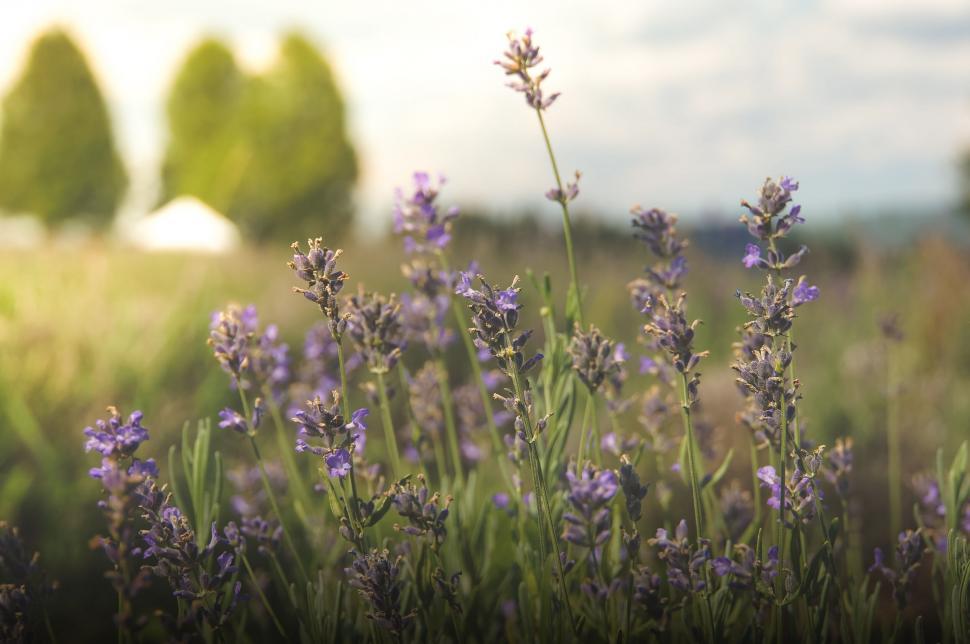 Free Image of Lavender field with blooming purple flowers at sunset 