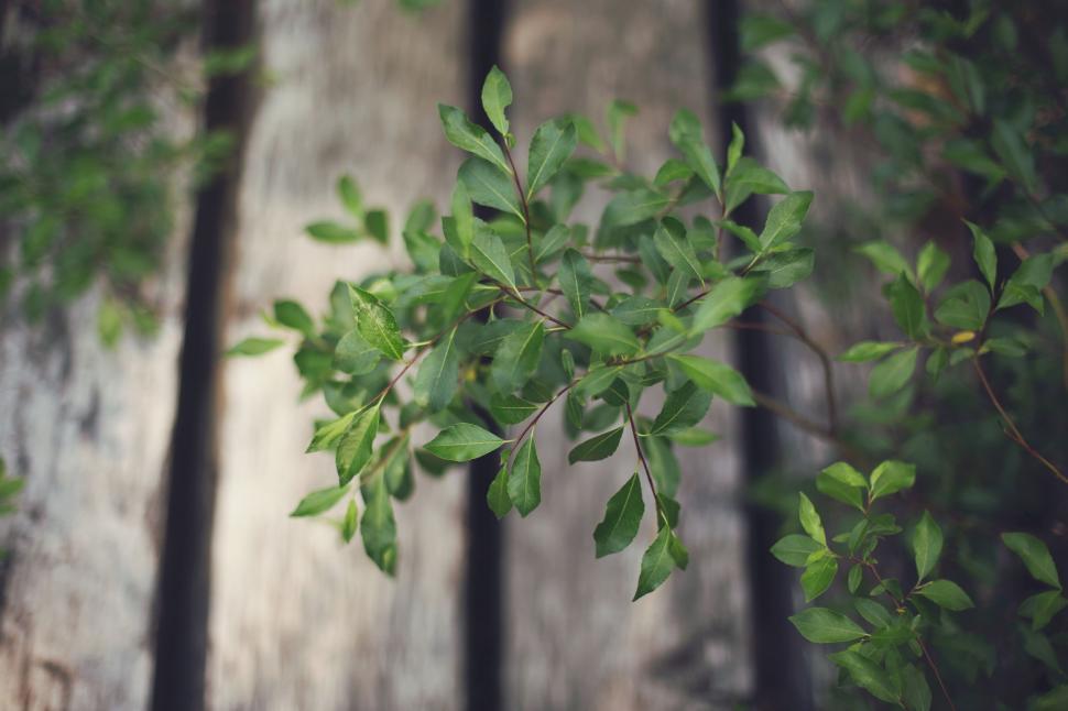 Free Image of Close-up of green leaves on a weathered wooden surface 