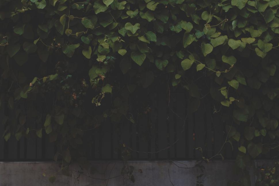 Free Image of Lush green ivy vines covering a dark wall in summer 