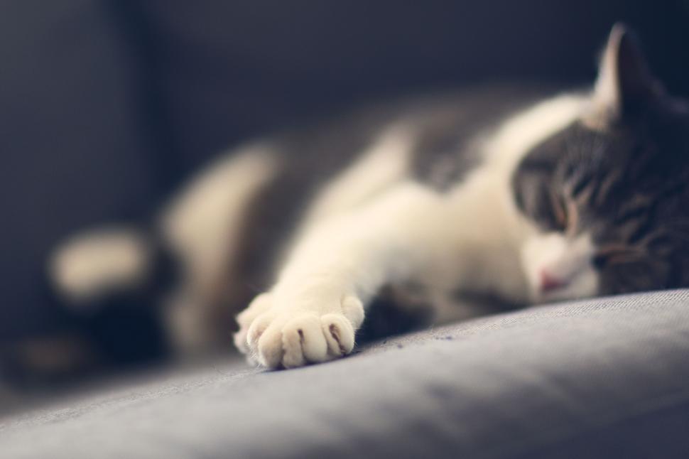 Free Image of Relaxing cat sleeping peacefully on a comfy couch 
