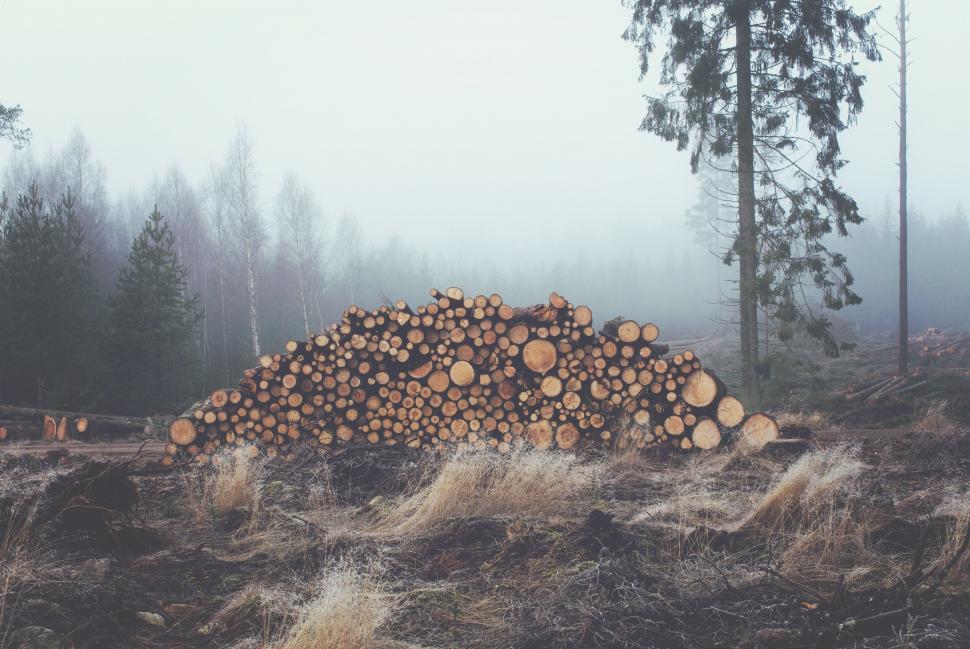 Free Image of Stack of cut logs in foggy forest with dry grass. 