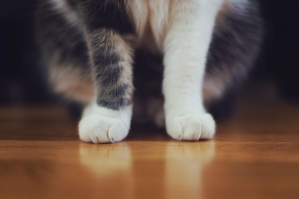 Wirecutter’s Top 8: Unbeatable Budget Vacuums Under 0 That Conquer Pet Hair