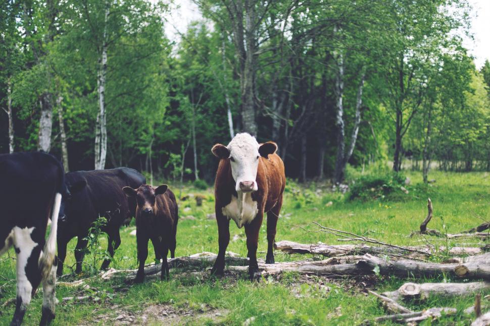 Free Image of Group of cows grazing on a green field by a forest. 
