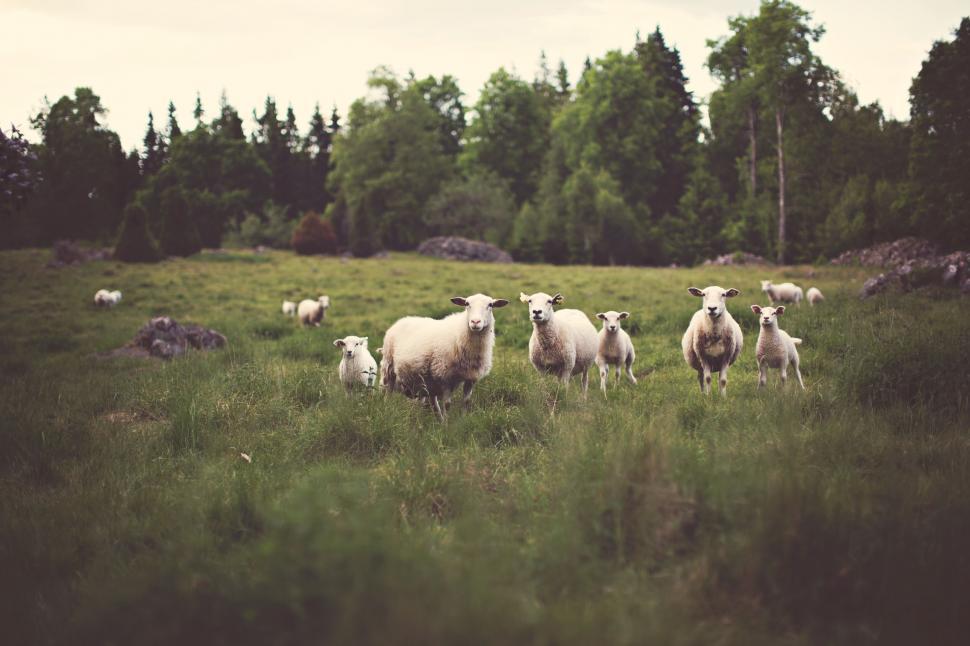 Free Image of Sheep grazing in a lush green field with trees around. 