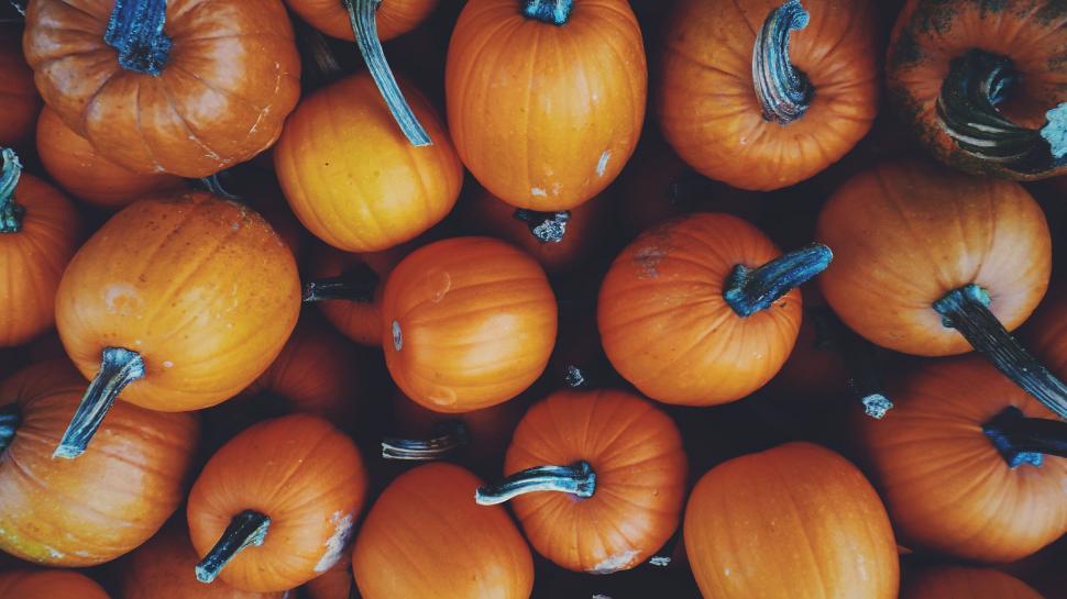 Free Image of A vibrant collection of small and large orange pumpkins 