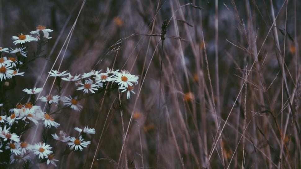 Free Image of White daisies amidst tall dry grass in a wilderness setting 