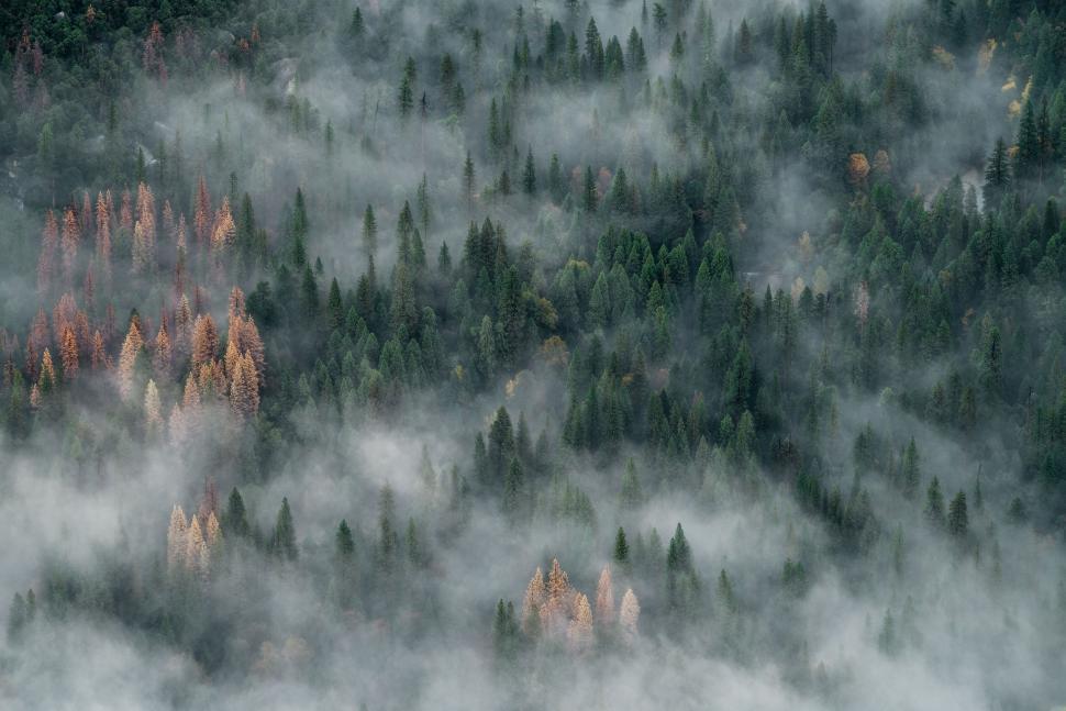 Free Image of Misty forest with trees in various autumn colors 